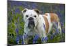 Bulldog Standing in Bluebells-null-Mounted Premium Photographic Print