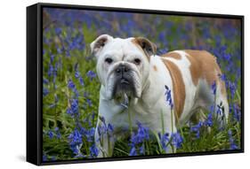 Bulldog Standing in Bluebells-null-Framed Stretched Canvas