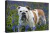 Bulldog Standing in Bluebells-null-Stretched Canvas