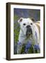 Bulldog Standing in Bluebells-null-Framed Photographic Print