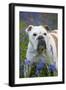 Bulldog Standing in Bluebells-null-Framed Photographic Print