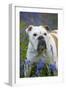 Bulldog Standing in Bluebells-null-Framed Photographic Print