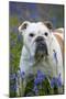 Bulldog Standing in Bluebells-null-Mounted Photographic Print