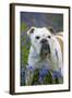 Bulldog Standing in Bluebells-null-Framed Photographic Print