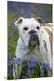 Bulldog Standing in Bluebells-null-Mounted Photographic Print