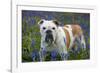 Bulldog Standing in Bluebells-null-Framed Photographic Print