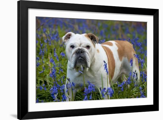 Bulldog Standing in Bluebells-null-Framed Photographic Print