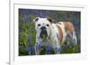 Bulldog Standing in Bluebells-null-Framed Photographic Print