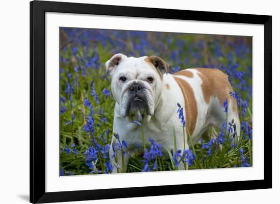 Bulldog Standing in Bluebells-null-Framed Photographic Print