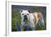 Bulldog Standing in Bluebells-null-Framed Photographic Print