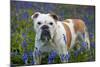 Bulldog Standing in Bluebells-null-Mounted Photographic Print