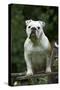 Bulldog Standing on Garden Bench-null-Stretched Canvas