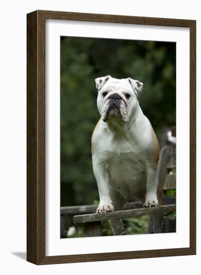 Bulldog Standing on Garden Bench-null-Framed Photographic Print