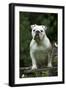 Bulldog Standing on Garden Bench-null-Framed Photographic Print