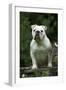 Bulldog Standing on Garden Bench-null-Framed Photographic Print