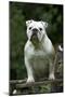 Bulldog Standing on Garden Bench-null-Mounted Photographic Print