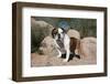 Bulldog Standing on Rocks-Zandria Muench Beraldo-Framed Photographic Print