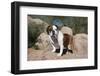 Bulldog Standing on Rocks-Zandria Muench Beraldo-Framed Photographic Print