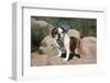 Bulldog Standing on Rocks-Zandria Muench Beraldo-Framed Photographic Print
