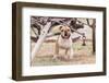 Bulldog Standing under Old Wagon-Zandria Muench Beraldo-Framed Photographic Print