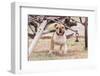 Bulldog Standing under Old Wagon-Zandria Muench Beraldo-Framed Photographic Print