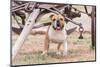 Bulldog Standing under Old Wagon-Zandria Muench Beraldo-Mounted Photographic Print