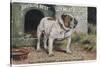 Bulldog Stands Outside His Kennel in an Advertisement for "City Meat" Dog Biscuits-null-Stretched Canvas