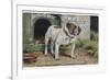 Bulldog Stands Outside His Kennel in an Advertisement for "City Meat" Dog Biscuits-null-Framed Photographic Print