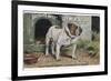 Bulldog Stands Outside His Kennel in an Advertisement for "City Meat" Dog Biscuits-null-Framed Photographic Print