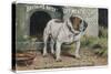 Bulldog Stands Outside His Kennel in an Advertisement for "City Meat" Dog Biscuits-null-Stretched Canvas