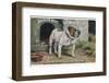Bulldog Stands Outside His Kennel in an Advertisement for "City Meat" Dog Biscuits-null-Framed Photographic Print