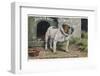 Bulldog Stands Outside His Kennel in an Advertisement for "City Meat" Dog Biscuits-null-Framed Photographic Print