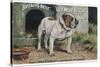 Bulldog Stands Outside His Kennel in an Advertisement for "City Meat" Dog Biscuits-null-Stretched Canvas