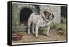 Bulldog Stands Outside His Kennel in an Advertisement for "City Meat" Dog Biscuits-null-Framed Stretched Canvas