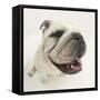 Bulldog Staring Up at the Camera-Mark Taylor-Framed Stretched Canvas