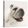 Bulldog Staring Up at the Camera-Mark Taylor-Stretched Canvas