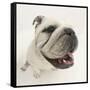 Bulldog Staring Up at the Camera-Mark Taylor-Framed Stretched Canvas