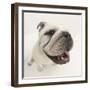 Bulldog Staring Up at the Camera-Mark Taylor-Framed Photographic Print