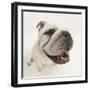 Bulldog Staring Up at the Camera-Mark Taylor-Framed Photographic Print