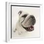 Bulldog Staring Up at the Camera-Mark Taylor-Framed Photographic Print