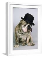 Bulldog Wearing Bowler Hat-null-Framed Photographic Print