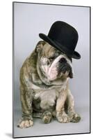 Bulldog Wearing Bowler Hat-null-Mounted Photographic Print