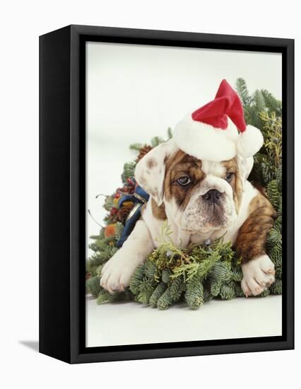 Bulldog Wearing Santa Claus Hat-Larry Williams-Framed Stretched Canvas