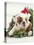 Bulldog Wearing Santa Claus Hat-Larry Williams-Stretched Canvas