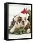 Bulldog Wearing Santa Claus Hat-Larry Williams-Framed Stretched Canvas