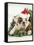 Bulldog Wearing Santa Claus Hat-Larry Williams-Framed Stretched Canvas
