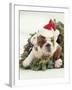 Bulldog Wearing Santa Claus Hat-Larry Williams-Framed Photographic Print