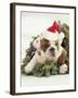 Bulldog Wearing Santa Claus Hat-Larry Williams-Framed Photographic Print