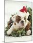 Bulldog Wearing Santa Claus Hat-Larry Williams-Mounted Photographic Print