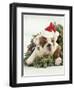 Bulldog Wearing Santa Claus Hat-Larry Williams-Framed Photographic Print